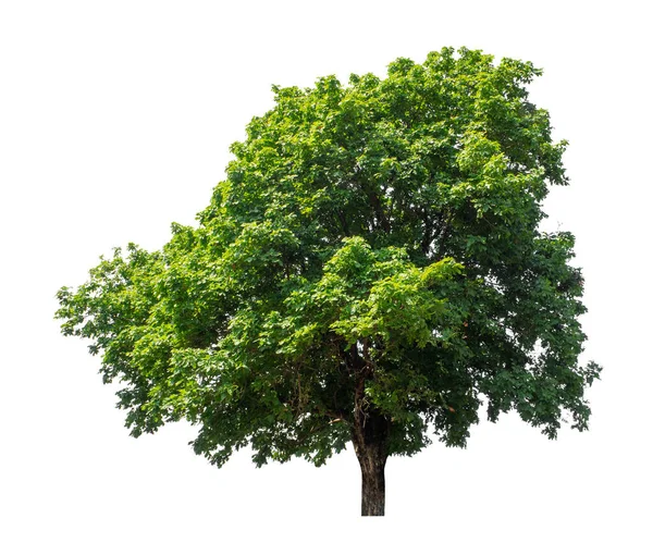 Stromy Které Jsou Izolovány Bílém Pozadí Jsou Vhodné Pro Tisk — Stock fotografie