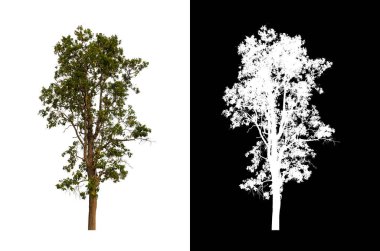 Kesme yolu ile şeffaf resim arkaplan üzerinde ağaç, kırpma yolu olan tek ağaç ve siyah arkaplanda alfa kanalı