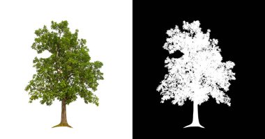 Kesme yolu ile şeffaf resim arkaplan üzerinde ağaç, kırpma yolu olan tek ağaç ve siyah arkaplanda alfa kanalı