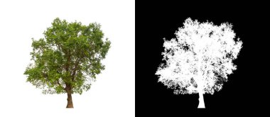 Kesme yolu ile şeffaf resim arkaplan üzerinde ağaç, kırpma yolu olan tek ağaç ve siyah arkaplanda alfa kanalı