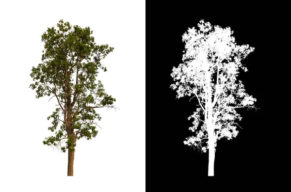 Kesme yolu ile şeffaf resim arkaplan üzerinde ağaç, kırpma yolu olan tek ağaç ve siyah arkaplanda alfa kanalı