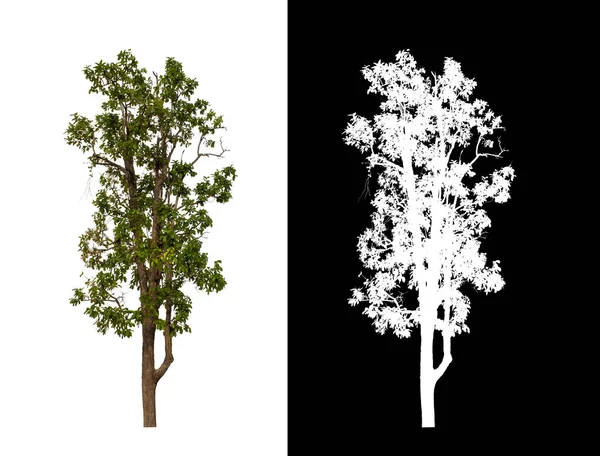 Kesme yolu ile şeffaf resim arkaplan üzerinde ağaç, kırpma yolu olan tek ağaç ve siyah arkaplanda alfa kanalı