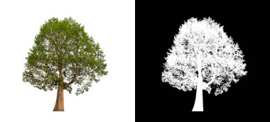 Kesme yolu ile şeffaf resim arkaplan üzerinde ağaç, kırpma yolu olan tek ağaç ve siyah arkaplanda alfa kanalı