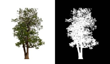Kesme yolu ile şeffaf resim arkaplan üzerinde ağaç, kırpma yolu olan tek ağaç ve siyah arkaplanda alfa kanalı