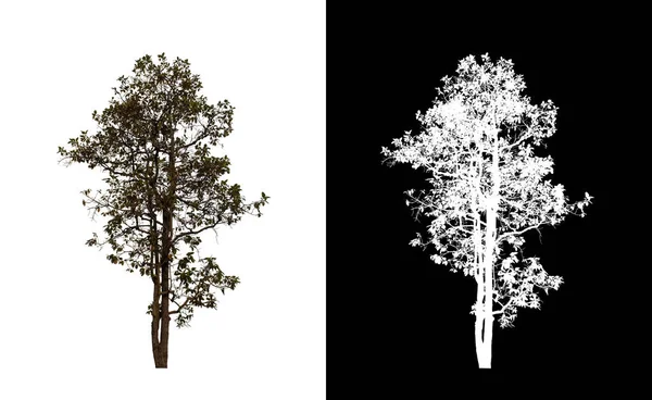 Árbol Sobre Fondo Transparente Con Ruta Recorte Árbol Único Con — Foto de Stock