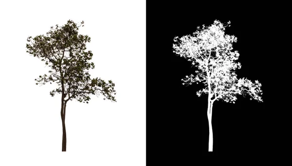 Baum Auf Transparentem Bildhintergrund Mit Clipping Pfad Einzelbaum Mit Clipping — Stockfoto