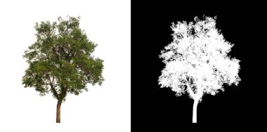 Kesme yolu ile şeffaf resim arkaplan üzerinde ağaç, kırpma yolu olan tek ağaç ve siyah arkaplanda alfa kanalı
