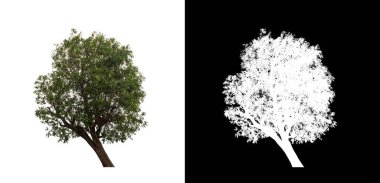 Kesme yolu ile şeffaf resim arkaplan üzerinde ağaç, kırpma yolu olan tek ağaç ve siyah arkaplanda alfa kanalı