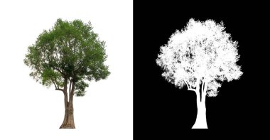 Kesme yolu ile şeffaf resim arkaplan üzerinde ağaç, kırpma yolu olan tek ağaç ve siyah arkaplanda alfa kanalı