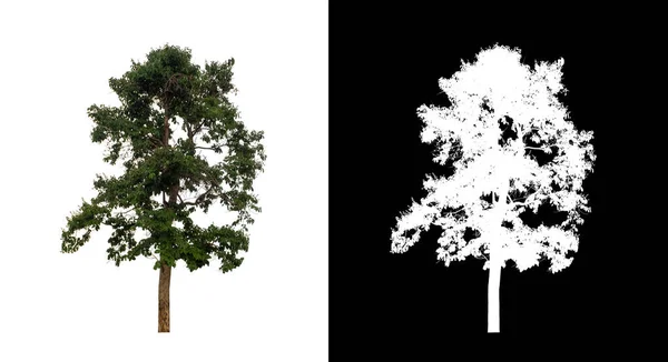 Árbol Sobre Fondo Transparente Con Ruta Recorte Árbol Único Con —  Fotos de Stock