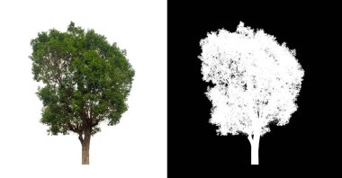 Kesme yolu ile şeffaf resim arkaplan üzerinde ağaç, kırpma yolu olan tek ağaç ve siyah arkaplanda alfa kanalı