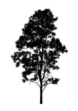 Beyaz arkaplanda fırça için ağaç silueti.