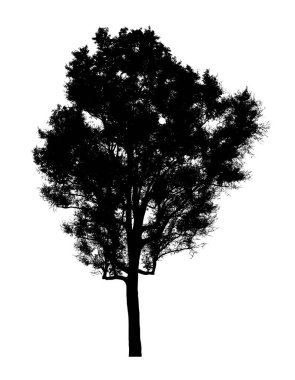 Beyaz arkaplanda fırça için ağaç silueti.