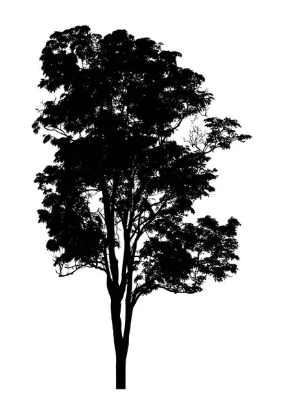 Silhouette Albero Pennello Sfondo Bianco — Foto Stock