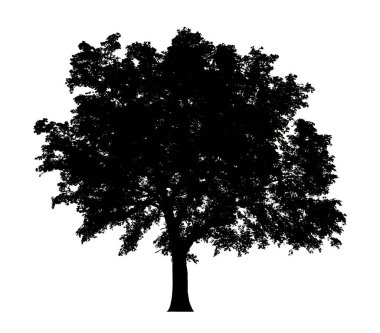 Beyaz arkaplanda fırça için ağaç silueti.