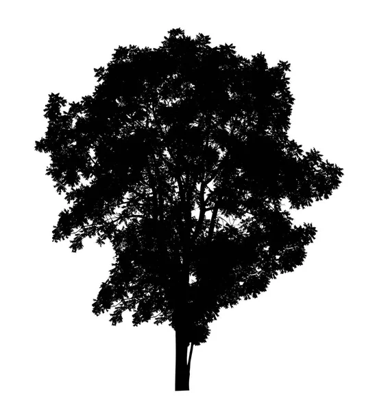 白い背景にブラシのための木のシルエット — ストック写真