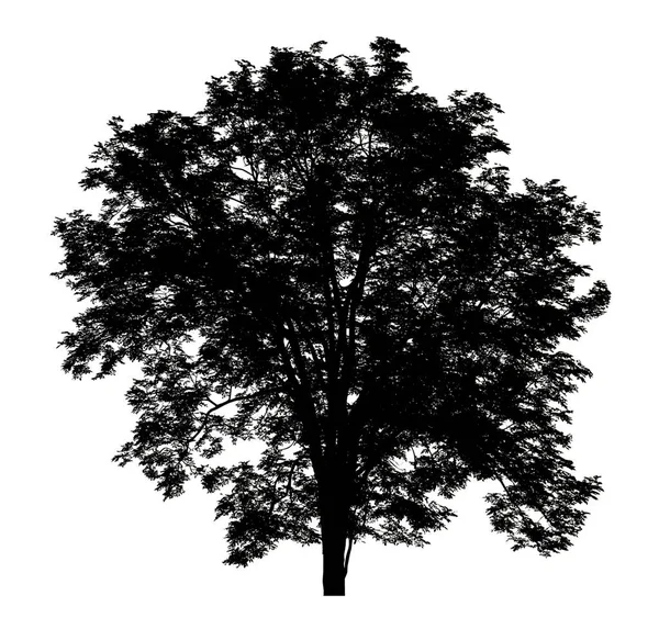 Sylwetka Drzewa Pędzla Białym Tle — Zdjęcie stockowe