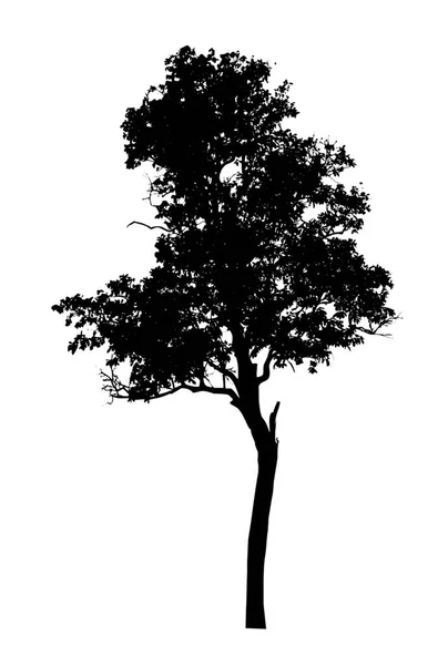 Tree Silhouette Brush White Background — Stock Photo, Image