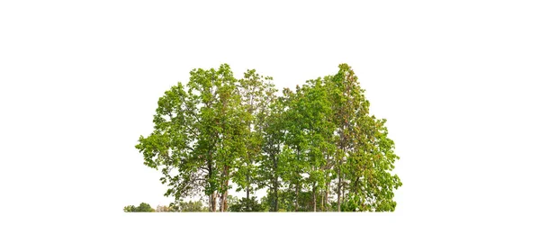 나무는 배경에서 Forest Leaves Summer Printing Web Page Cut Path — 스톡 사진