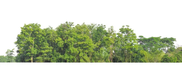 Árboles Verdes Aislados Sobre Fondo Blanco Son Bosque Follaje Verano —  Fotos de Stock