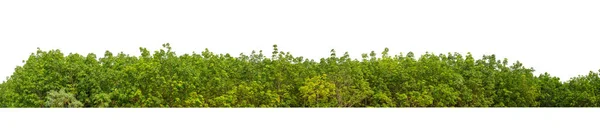 Árboles Verdes Aislados Sobre Fondo Blanco Son Bosque Follaje Verano — Foto de Stock