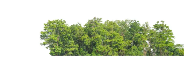 Árboles Verdes Aislados Sobre Fondo Blanco Son Bosque Follaje Verano — Foto de Stock