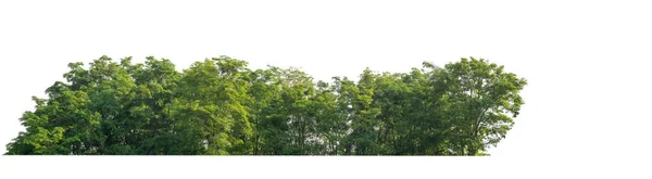 나무는 배경에서 Forest Leaves Summer Printing Web Page Cut Path — 스톡 사진