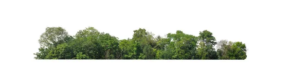 Gröna Träd Isolerade Vit Bakgrund Skog Och Lövverk Sommaren För — Stockfoto