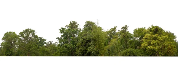 Arbres Verts Isolés Sur Fond Blanc Forêt Feuillage Été Pour — Photo