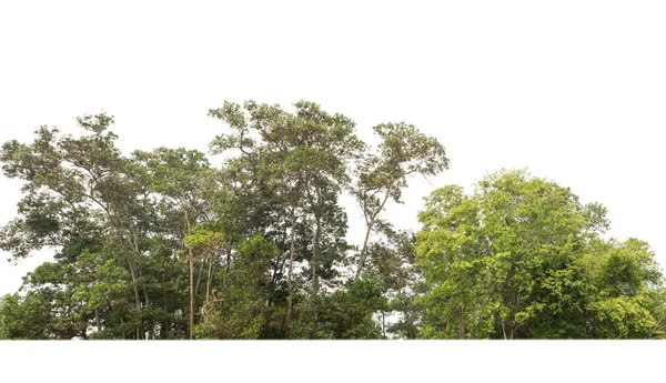 在白色背景上隔离的绿树 是夏天的森林和树叶 用于打印和网页 有切割路径和Alpha通道 — 图库照片