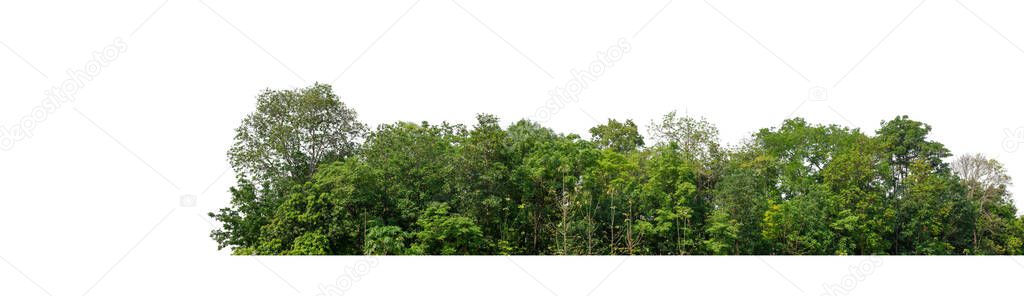 Green Trees isolated on white background.are Forest and foliage in summer for both printing and web pages with cut path and alpha channel