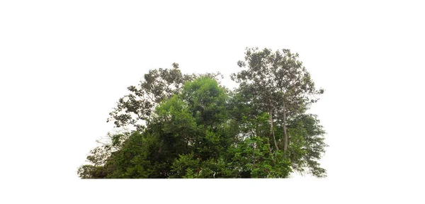 Árboles Verdes Aislados Sobre Fondo Blanco Son Bosque Follaje Verano — Foto de Stock