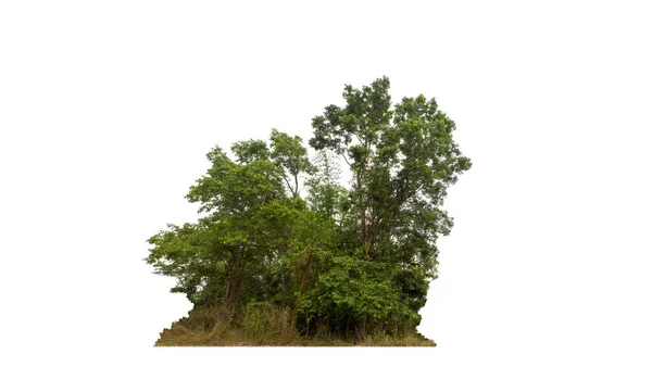 在白色背景上隔离的绿树 是夏天的森林和树叶 用于打印和网页 有切割路径和Alpha通道 — 图库照片