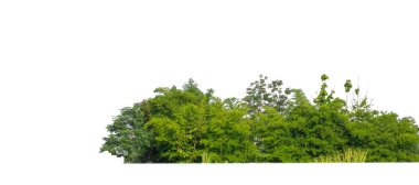Yeşil ağaçlar beyaz arka planda izole edilmiştir. Yazın hem yazlık hem de kesme yolu ve alfa kanallı web sayfaları için orman ve yeşilliktir.