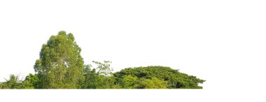 Yeşil ağaçlar beyaz arka planda izole edilmiştir. Yazın hem yazlık hem de kesme yolu ve alfa kanallı web sayfaları için orman ve yeşilliktir.