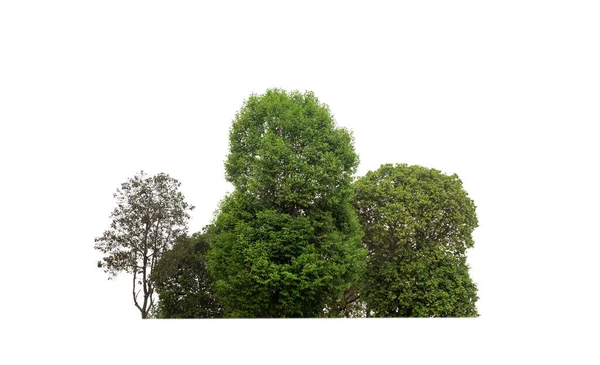 Зелені Дерева Ізольовані Білому Тлі Ліс Листя Влітку Друку Веб — стокове фото