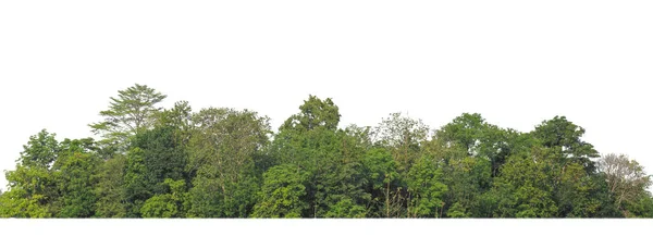 Árboles Verdes Aislados Sobre Fondo Blanco Son Bosque Follaje Verano — Foto de Stock