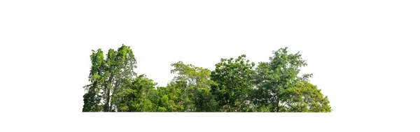 Árboles Verdes Aislados Sobre Fondo Blanco Son Bosque Follaje Verano — Foto de Stock