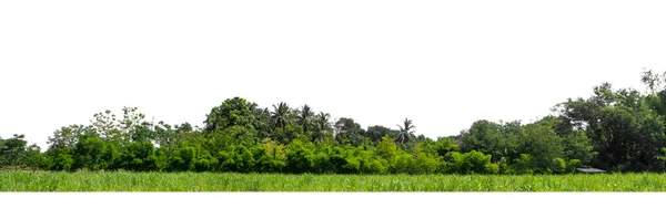 Árboles Verdes Aislados Sobre Fondo Blanco Son Bosque Follaje Verano —  Fotos de Stock