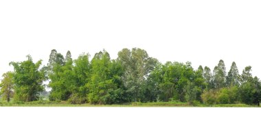 Yeşil ağaçlar beyaz arka planda izole edilmiştir. Yazın hem yazlık hem de kesme yolu ve alfa kanallı web sayfaları için orman ve yeşilliktir.