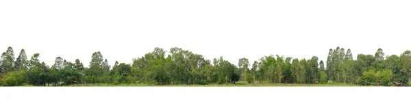Yeşil ağaçlar beyaz arka planda izole edilmiştir. Yazın hem yazlık hem de kesme yolu ve alfa kanallı web sayfaları için orman ve yeşilliktir.