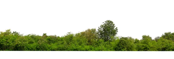 Зелені Дерева Ізольовані Білому Тлі Ліс Листя Влітку Друку Веб — стокове фото