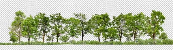 Saydam Arka Plan Ormanlarında Izole Edilmiş Yeşil Ağaçlar Hem Kesik — Stok fotoğraf