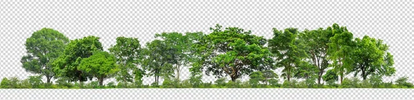 Árboles Verdes Aislados Bosque Fondo Transparente Follaje Verano Para Impresión — Foto de Stock
