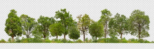 Zielone Drzewa Odizolowane Przezroczystym Tle Lasu Letnich Liści Zarówno Druku — Zdjęcie stockowe