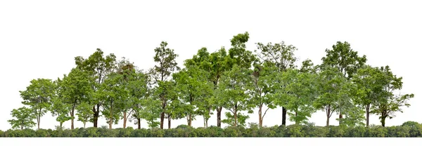 Green Trees isolated on white background.are Forest and foliage in summer for both printing and web pages with cut path and alpha channel 