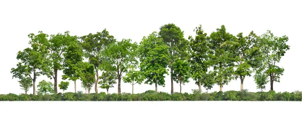 Arbres Verts Isolés Sur Fond Blanc Forêt Feuillage Été Pour — Photo