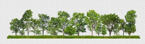 Saydam arka plan ormanlarında izole edilmiş yeşil ağaçlar ve hem kesik yolu hem de alfa kanalı ile hem de iz ve ağ için yaz yaprakları