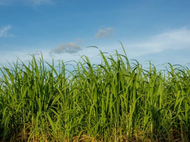 Sugarcane field at sunrise. Aerial view or top view of Sugarcane or agriculture in Thailand.