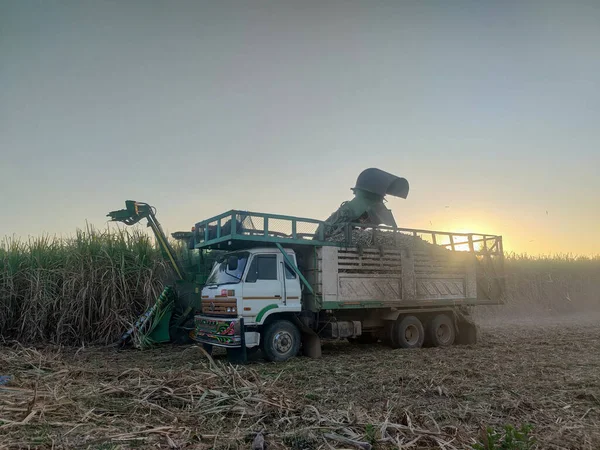 Máquina Cosechadora Caña Azúcar Cargando Camión Caña Azúcar —  Fotos de Stock